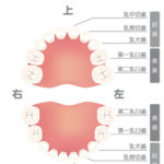 乳歯が抜けた!抜けた歯はどうする?