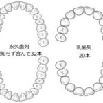 永久歯が生えてこない！？