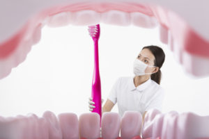 歯のそれぞれの役割について