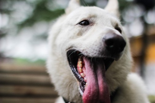 犬