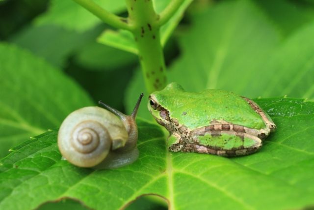 かたつむり